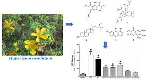 Image result for Hypericum revolutum