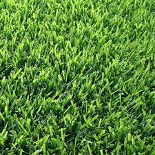 Harmony 500 Sq Ft Zoysia Sod 1 Pallet Hh500z1 The Home Depot Grass Alternative Lawn Alternatives Zoysia Sod