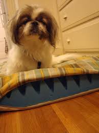 Make Your Own Orthopedic Dog Bed Diy Via Stannydiaries Orthopedic Dog Bed Pet Hacks Dog Bed