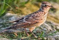 Branjangan belis branjangan betina kesetanan suara nembak nembak cocok buat masteran dan pancingan. Suara Burung Branjangan Nembak Faunadanflora Com