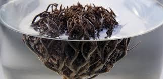And religious people from christianity, judaism and islam uniting them as one. Rose Of Jericho The Resurrection Plant Original Botanica Original Products Botanica