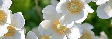 Obituary for Judith L. (Logan) Landis