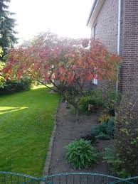 Rhus Typhina Essigbaum Hirschkolben Sumach Mit Bildern Essigbaum Garten Pflanzen