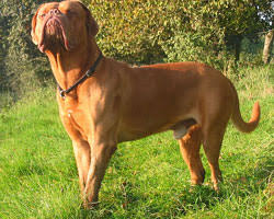 1323 vues au total, 0 vues aujourd'hui. Matin De Naples Caractere Education Et Alimentation