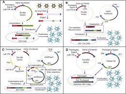 From 2018 reviews the then current state of play for mrna vaccines and the history of the idea. Adenoviral Vector Based Vaccines And Gene Therapies Current Status And Future Prospects Intechopen