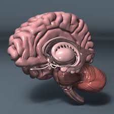 3d Model Human Brain Human Brain Human Brain Anatomy Brain Models