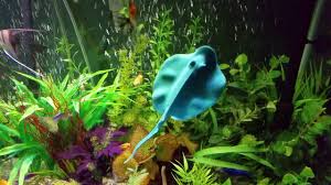 About 0% of these are aquariums, 0% are aquariums equipments, and 0% are aquariums & accessories. Walmart Manta Ray Aquarium Decoration Youtube