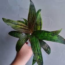 Image result for Biophytum crassipes