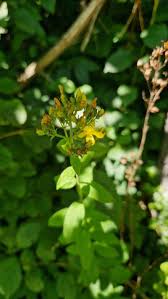 Image result for Monadenium hirsutum