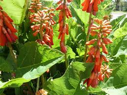 Image result for Erythrina zeyheri