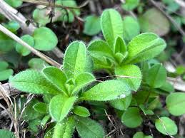 Image result for Cerastium afromontanum