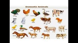100+ complete list of animals name in hindi and english with pictures charts. Hd Domestic Animals Name Hindi With English Education Video 2019 Youtube