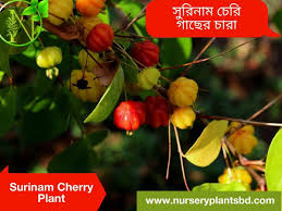 Ending friday at 7:51pm pdt 3d 15h. Surinam Cherry Fruit Trees For Sale 2021