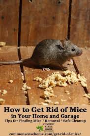 Whatever we find will be photographed and presented to your in a detailed report which tells you exactly how mice are getting into your property, along with our recommendations for rodent proofing and how much it. The Best Ways Get Rid Of Mice In Your House And Garage