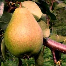 The european pear occurs only as cultivated trees and does not grow wild in nature. Pear Tree Fruit Tree Nursery Fruit Trees Pear