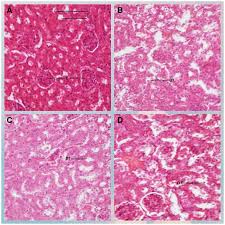 Image result for Fagaropsis