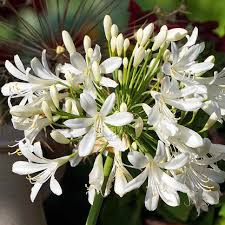 Image result for Agapanthus codii