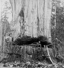 6 Of The World S Most Endangered Trees Also Look The Strangest Giant Tree Tree Felling Old Trees