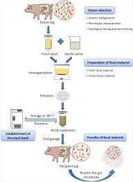 Image result for Fecal Transfer