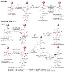 We did not find results for: The Type I Fatty Acid And Polyketide Synthases A Tale Of Two Megasynthases Abstract Europe Pmc