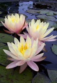 Maybe you would like to learn more about one of these? Pin On Water Lilies