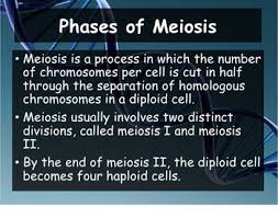 Now calculate the pressure difference between the points a and b by using the following equation… Biology Genetics 11 4 Meiosis Powerpoint And Guided Notes Tpt