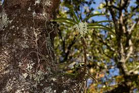 Image result for Cyrtorchis praetermissa