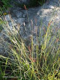 Image result for Digitaria setifolia