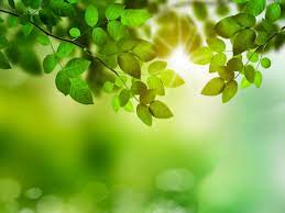 Plants require different sun exposure to grow and thrive. What Does Full Sun Or Partial Shade Mean