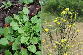 Der Rainkohl Unscheinbar Aber Lecker Waschbar Magazin Pflanzen Naturgarten Heilpflanzen