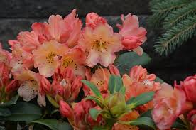 Image Result For Rhododendron Rhododendron Flowers Plants