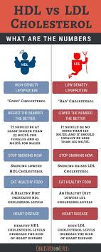 High Density Lipoprotein Hdl Low Density Lipoproteins