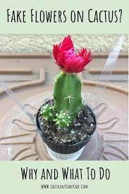 Alternatively, many people fertilize to keep minerals. Do Stores Glue Fake Flowers On Cactus Why And What To Do Succulent Plant Care