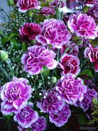 Pin On Bloomin