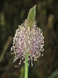 Image result for Plantaginaceae