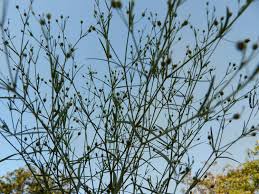 Image result for Oldenlandia herbacea