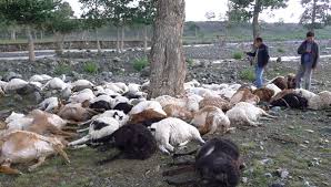 We have 10 photographs on chinese woman as portugal's prime minister visits china to drum up. 173 Sheep Killed By Lightning China Chinadaily Com Cn