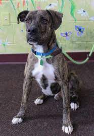 Adopt A Dog Boxer Mixed Short Coat In Waynesboro Pa Pet Adoption Pets Dog Adoption