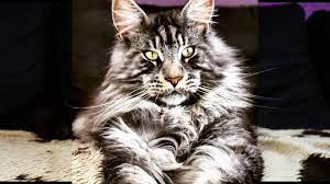Maine Coon Helios De Cimiez From French Riviera Home Facebook