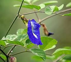 Image result for Clitoria kaessneri