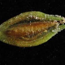 Image result for Courtoisina cyperoides