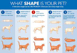 A body condition score is a more accurate assessment of a cat's ideal weight as this takes into account the cat's overall build and size. How Much Should A Cat Weigh At 1 Year Old