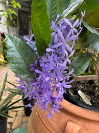 Image result for Petrea volubilis