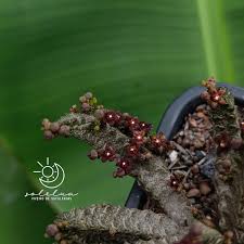 Image result for Piaranthus atrosanguineus