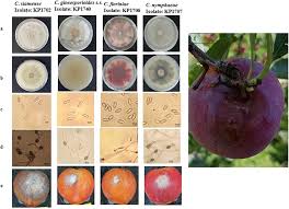 Image result for Colletoecema