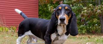 Image result for basset hound