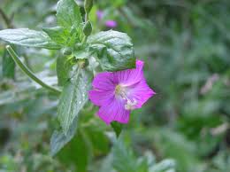 Image result for Epilobium hirsutum