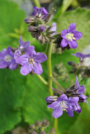 Image result for Wigandia urens