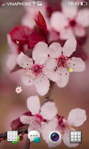 Typing on your touch device just got easier. Cherry Blossom Live Wallpaper Hd 4k For Pc Windows 7 8 10 Mac Free Download Guide