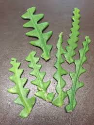 I also experiment in rooting many plants or s. Anyone Grow Ric Rac Orchid Cactus I Ve Got Some Cuttings And Would Appreciate Any Tips You Can Offer Hawaiigardening